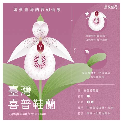 花名 意思|116種花語介紹，最完整花語大全